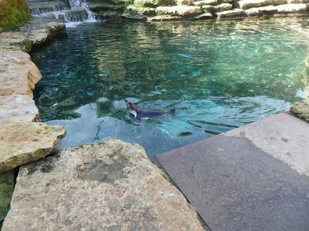 149 BIO PARC DE DOUE LA FONTAINE 6- 2016_000033.jpg